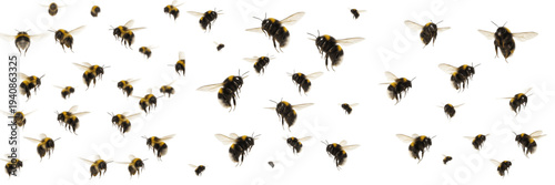 Tablou pe pânză Swarm of bumblebees Bombus isolated on white background, fuzzy flying bees, poll
