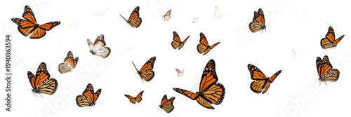 Fotografía Swarm of monarch butterflies Danaus plexippus isolated on white background, oran