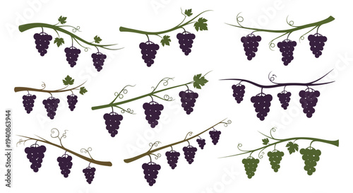 Collection of ripe purple grapes on vine branches with leaves.