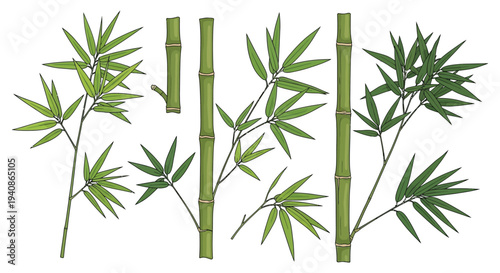 Bamboo stalks and leaves illustration set on white background.