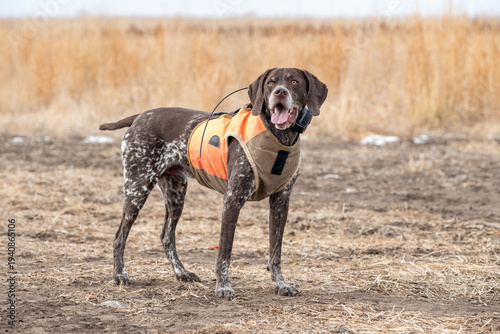 Εκτύπωση καμβά German Shorthaired Pointer Hunting