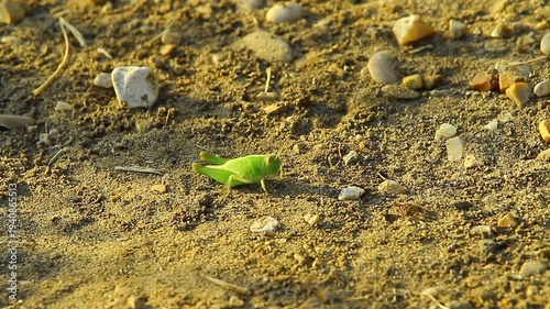 green moss on the ground