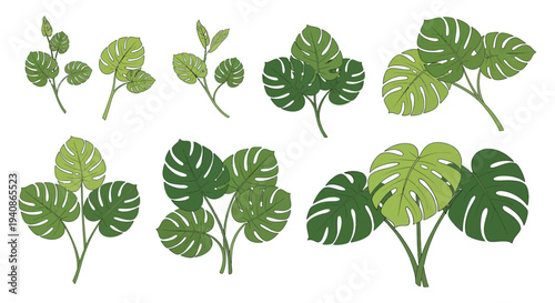 Collection of various Monstera deliciosa leaves in different stages of growth.