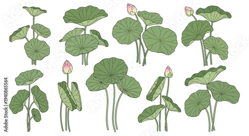 Collection of lotus plants with leaves and flowers.