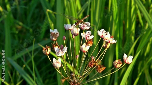 spring crocus flowers