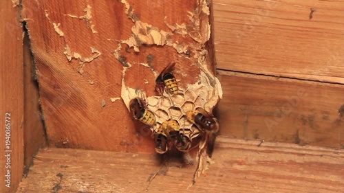 dry leaves on the wall