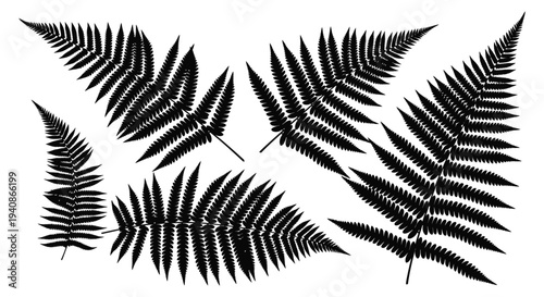 Collection of black silhouettes of various fern leaves on white background.