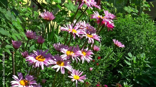 flowers in the garden