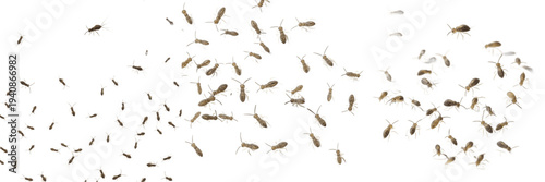 Swarm of springtails Collembola isolated on white background, tiny jumping insects, soil and leaf litter insects, flying and leaping springtail cluster macro, insect swarm photography, micro insect sw