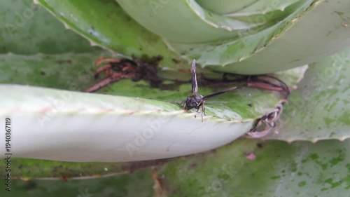 Aloevera spider on the ground