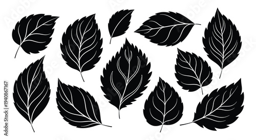 Collection of black leaves with white veins on a white background.