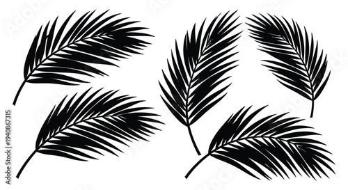 Set of black palm leaves silhouettes on white background.