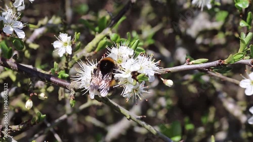 bee on a flower