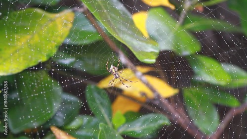 spider on a leaf