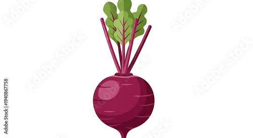 Beetroot Vegetable Illustration