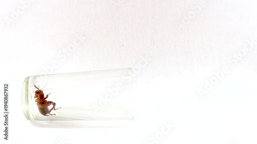 glass with cockroach 