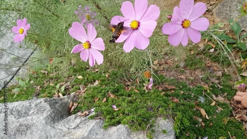 spring crocus flowers video