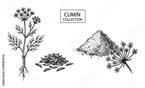 Cumin plant, seed, powder, and flower illustration collection. Hand drawn sketch style. Cooking ingredient. Organic spice vector.