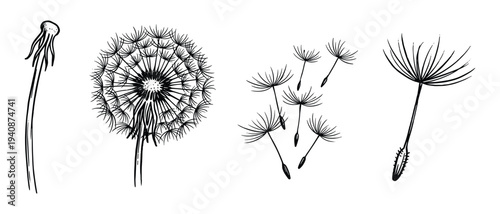 Dandelion life cycle vector illustration, whole seed wish drawing, plant phases, dispersal stages botanical art, black and white