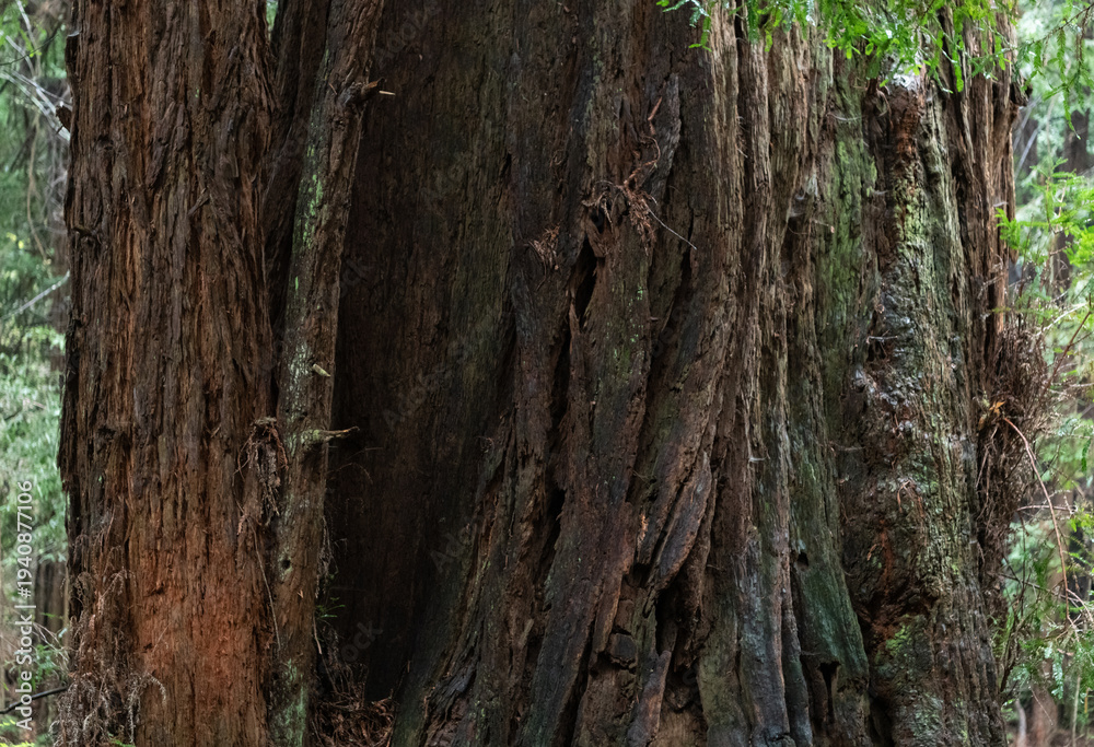 Obraz premium redwood tree bark texture