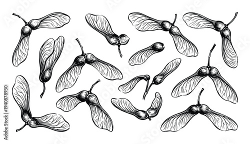 Maple seed collection illustration. Ink drawing of samara maple fruits isolated on a white background. Hand drawn vector sketch.