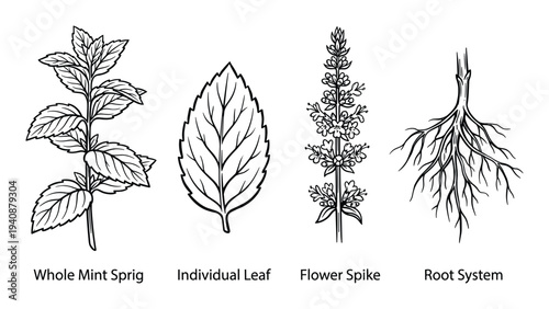 Mint sprig, individual leaf, flower spike and root system detailed line art illustration showing plant anatomy