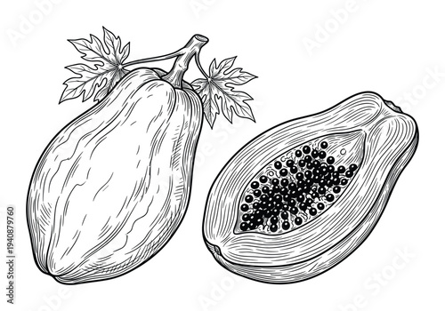Papaya line art illustration, a whole papaya with leaves and a halved papaya showing seeds in detailed engraving style