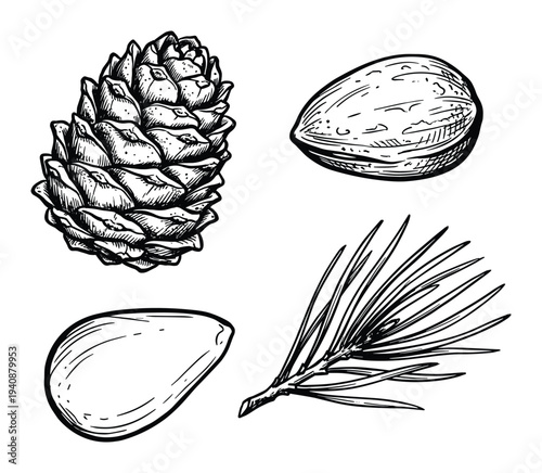 Pine cone, pine nuts and needles illustration, nature inspired drawing with botanical elements for print and design