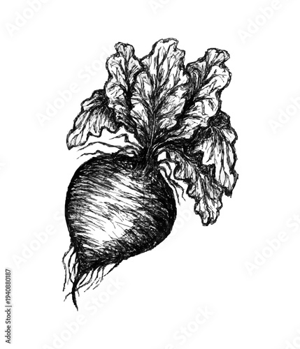 Hand drawn beetroot with leafy top detailed black ink botanical illustration of root vegetable isolated on light background natural organic food plant drawing
