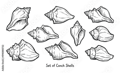 Set of Conch Shells, Spira Seashells Sketch Illustration Art, Decorative Marine Life Elements