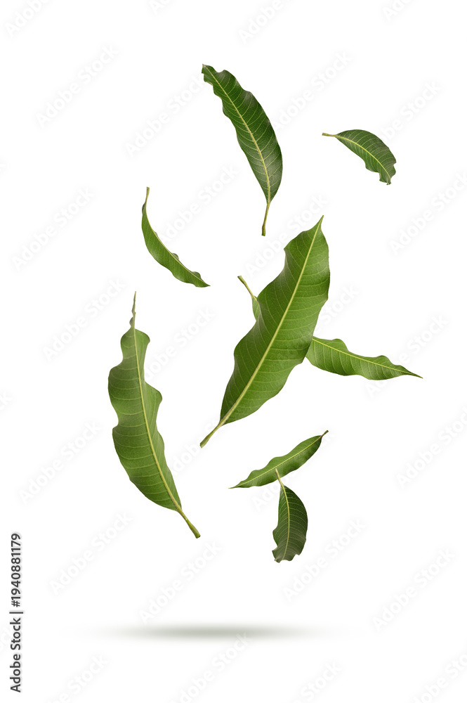 Fototapeta premium Fresh Green Mango Leaves Levitating on Green Background