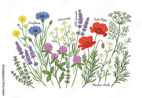 Wildflower meadow herbs vector illustration featuring cornflower, lavender, chamomile, poppy, clover, and meadow herbs