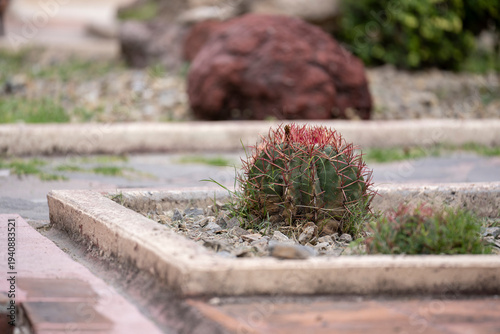 cactus de barril en suelo