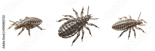 Foto Head Louse Pediculus humanus capitis isolated on white background, parasitic insect, Phthiraptera, wingless human parasite, macro set, louse nymph, medical specimen