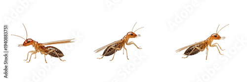Fotografía Winged termite set Isoptera collection flying wood destroying insects for wildli