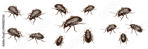 Tableau sur toile Bed bug set Cimex lectularius collection blood sucking parasites for medical wil