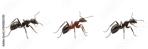 Vászonkép Black carpenter ant set Camponotus pennsylvanicus collection for biological wild