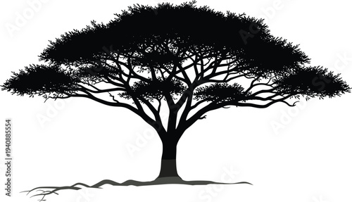 Wide acacia tree silhouette with spreading canopy and strong trunk creating dramatic nature landscape isolated on white background illustration