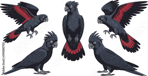 Red-tailed black cockatoo in various poses with vibrant red tail feathers in colorful illustration for wildlife conservation