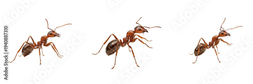 Photos Red Wood Ant Formica Rufa Isolated On White Background Macro Photography Forest