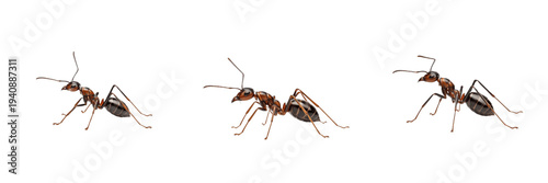 Foto Pavement Ant Tetramorium Caespitum Isolated on White Background PNG Collection C