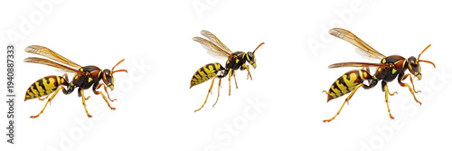 Foto European Paper Wasp Polistes Dominula Isolated on White Background PNG Collectio