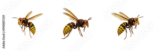 Tableau sur toile Oriental Hornet Vespa Orientalis Isolated on White Background PNG Collection Fly