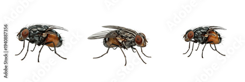 Photography Common Housefly Musca Domestica Isolated on White Background PNG Collection Flyi