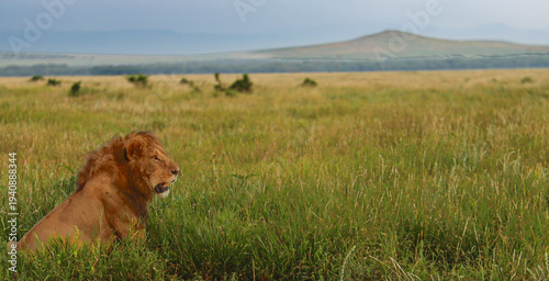 Male lion resting in tall grass on African savanna