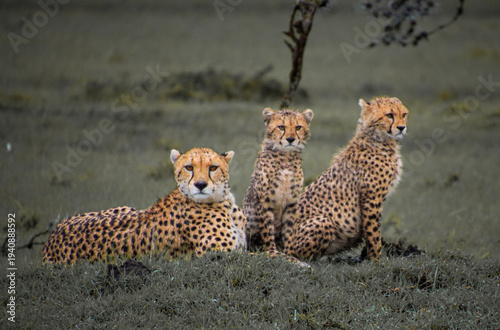Three cheetahs resting together in African savanna grassland