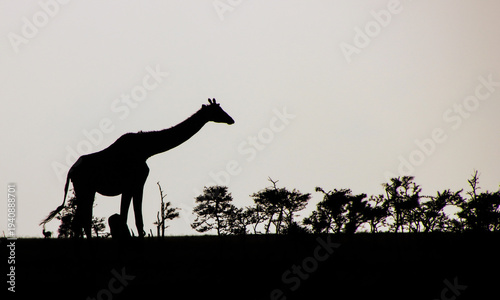 Giraffe silhouette at sunset on African horizon landscape