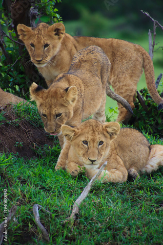 Three lion cubs resting together in green grass