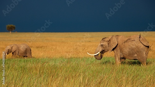 Elephants walking across African savanna under dramatic sky