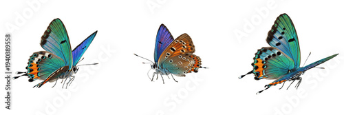 Cuadro en lienzo Blue Lycaenid Butterfly Isolated on White Background PNG Collection Small Azure